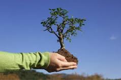 Nemawashi at Walters & Wolf